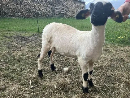 Walliser Schwarznasenschaf Bio