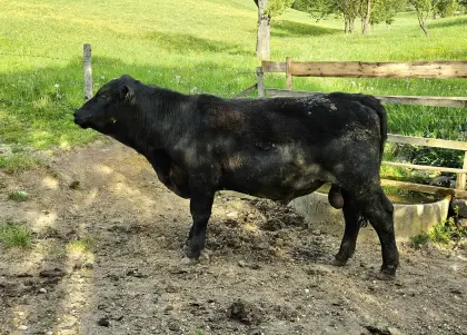 Angus-Jungstier