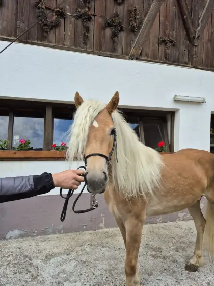 2-jährige Haflingerstute zu verkaufen.
