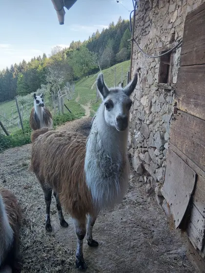 Lama-Hengst 2 Jahre