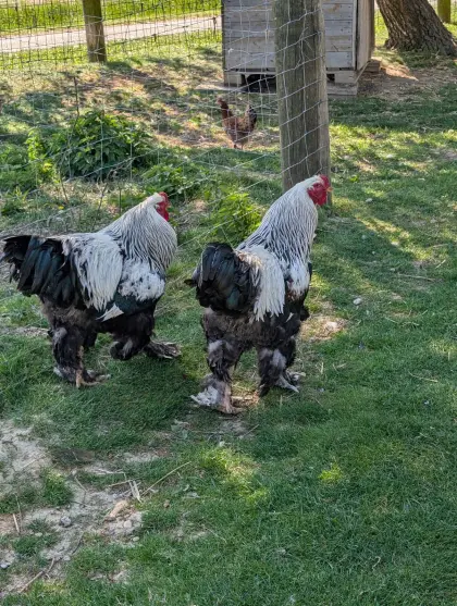 Brahma-Hahn, 1 Jahr