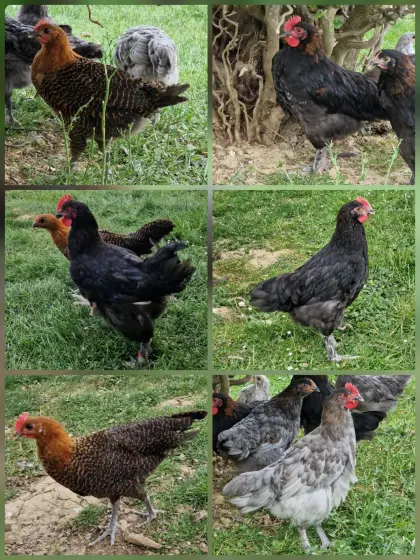 Junghähne, Silverudds Blå, Buntleger, Marans, Olivleger