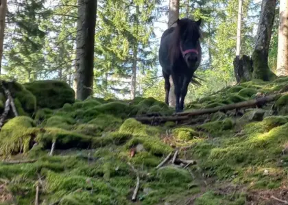 Shetlandpony Wallach