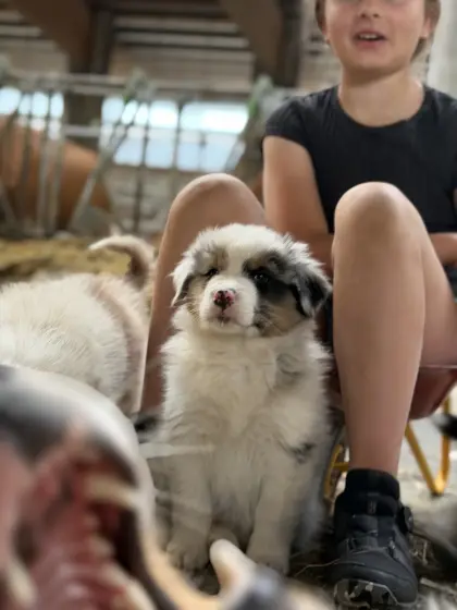 Australian Shepherd Welpen