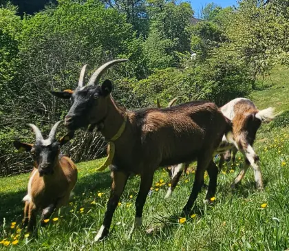 Steirische Scheckenziegen