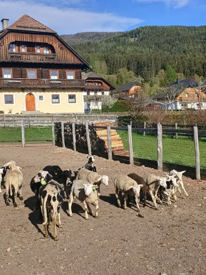 Bio-Schafe und Lämmer