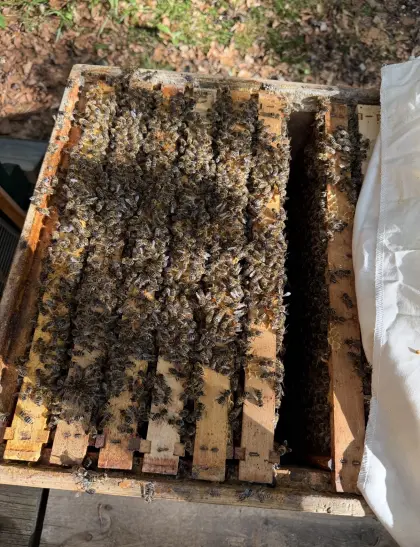 Bienen Carnica Ableger EHM