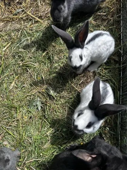 Fleischhasen-Babys zu verkaufen