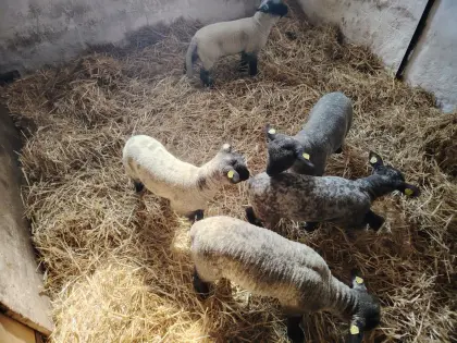 Shropshire Bocklämmer