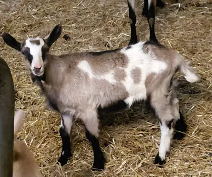 Männliche Ziegenkitze