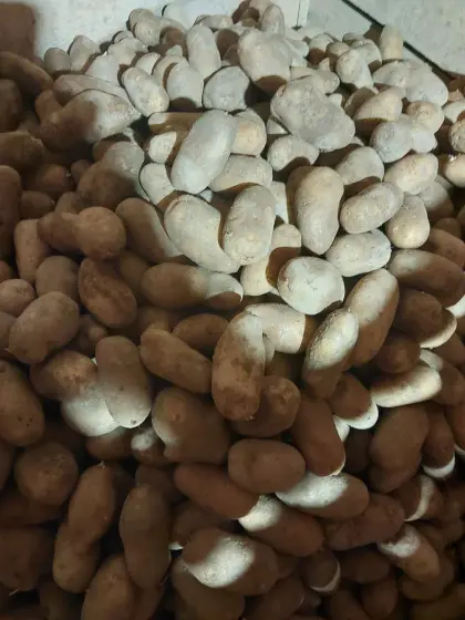 Bio-Speisekartoffeln