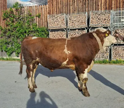 FV Zuchtstier mischerbig hornlos