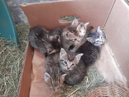 Babykatzen abzugeben
