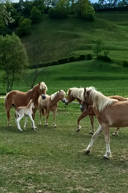 Haflinger-Stute 2-jährig oder 1-jähriger Hengst oder Hafi-Stute