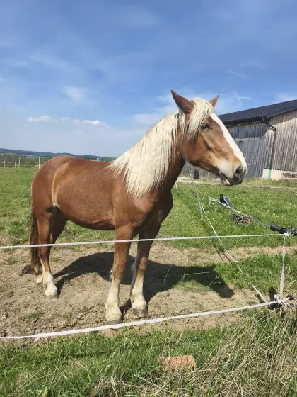 Noriker