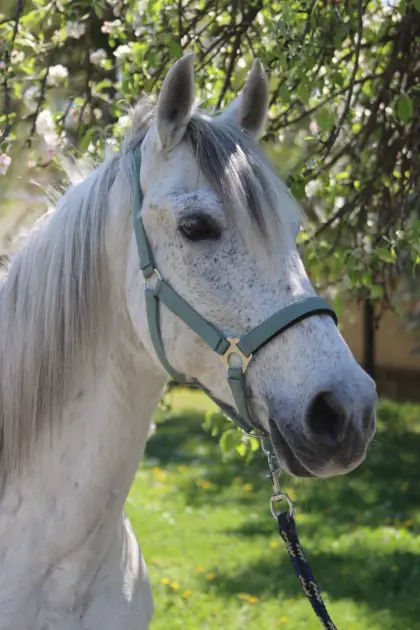 Herzenslieber Spanier sucht seinen Traumplatz