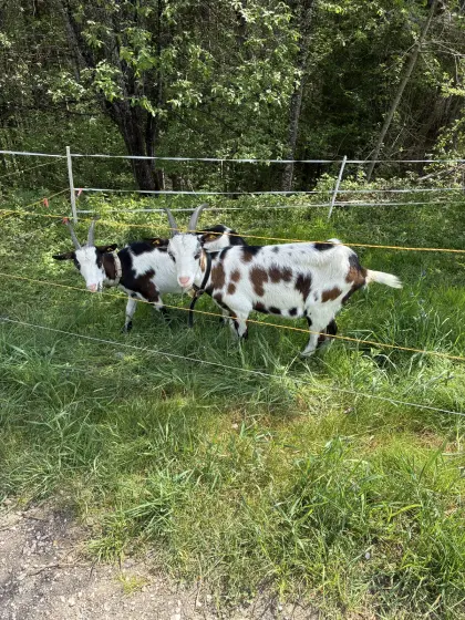 Tauernscheckenziegen