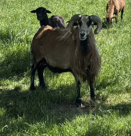 Kamerun-Bock
