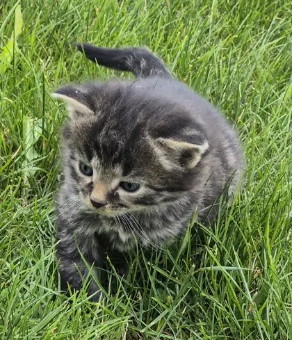 Kätzchen, Babykatze, Langhaar, Langhaar-Mischlingskatze