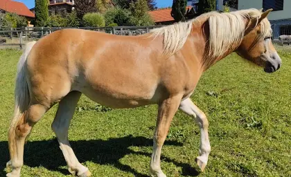 Verkaufe Haflinger-Stute, 2-jährig