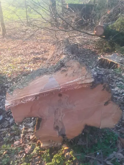 Birnenstämme