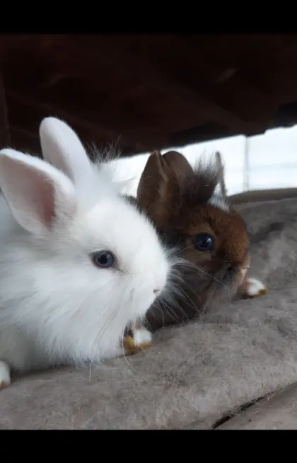 Zwergkaninchen