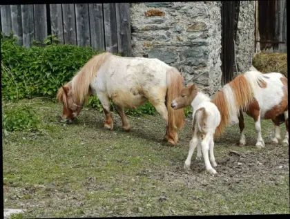 Trächtige (für 2027) Mini-Shetty-Stute