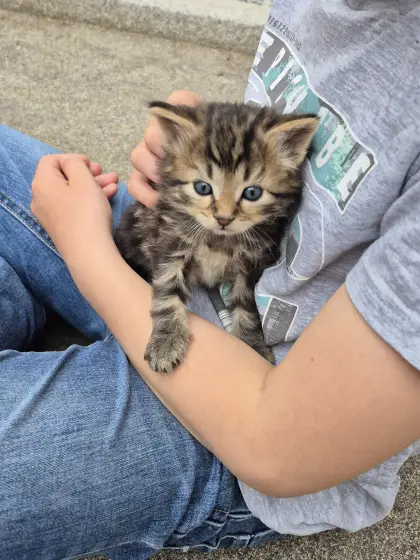 Babykatze Langhaar, Langhaar-Mischlingskatze