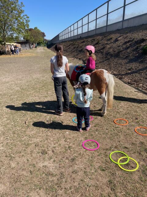 Shetlandpony