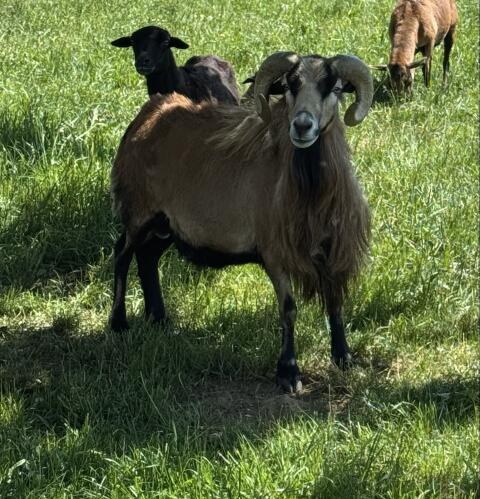 Kamerun-Bock