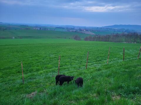 Schaf, Lamm