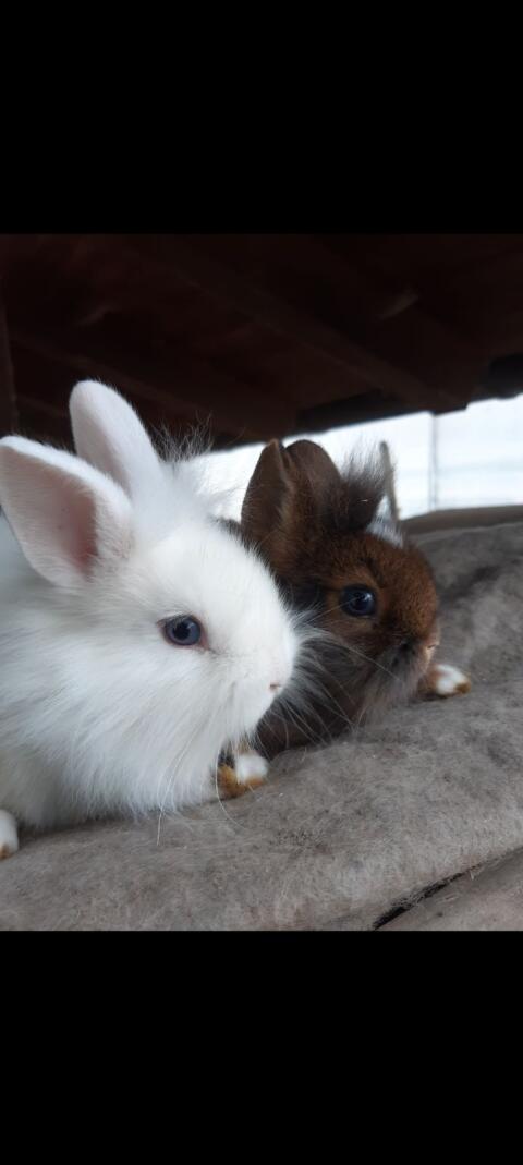 Zwergkaninchen