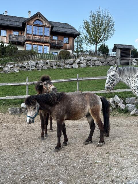 Brave Ponys & Kleinpferde