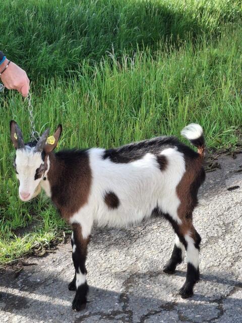 Tauernscheckenbock
