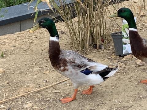Enten zum Verkauf