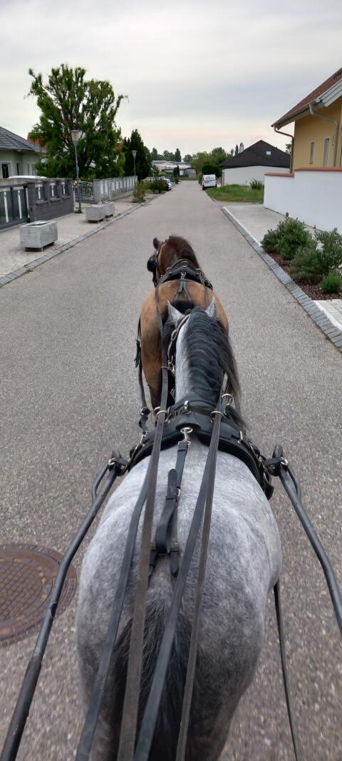 Pony, A-Welsh Wallach