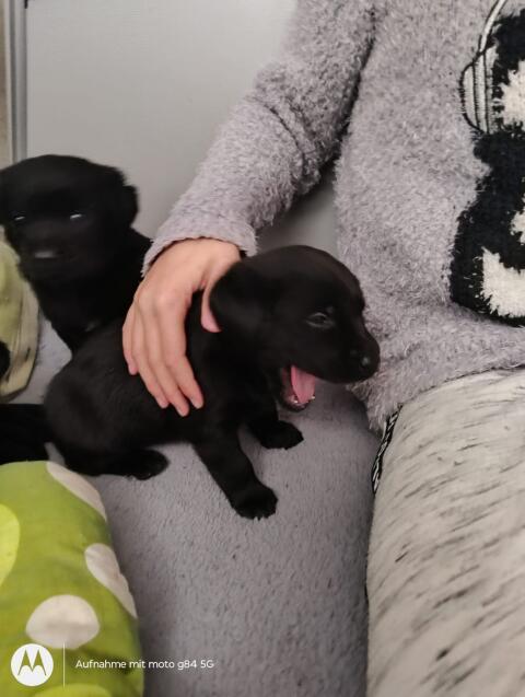 Welpen Labrador x Golden Retriever