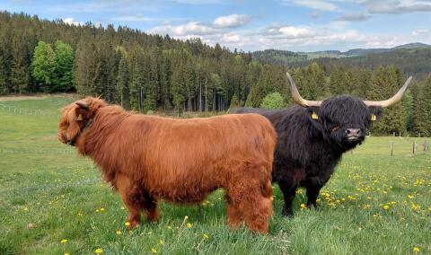 Extrem typvoller Highland-Jungbulle zu verkaufen
