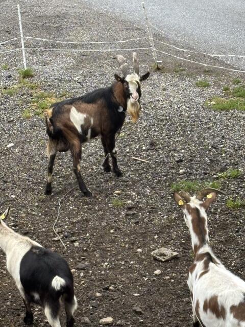 Bock