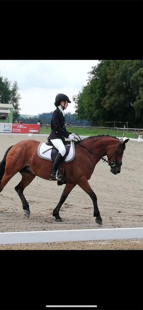 Mona Lisa, liebevolle Welsh Partbred Stute mit Herz