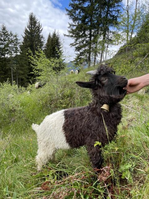 Walliser Schwarzhalsziegenbockkitz