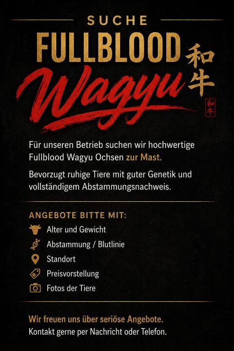 Suche Fullblood Wagyu Ochsen