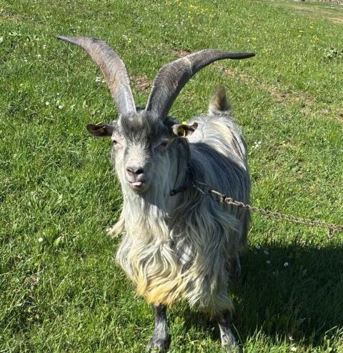 Blobe Bock