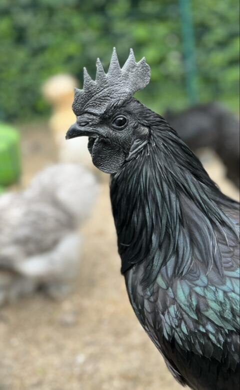 Zuchtstämme: Cemani 1:2, Zwerg-Lavender 1:2