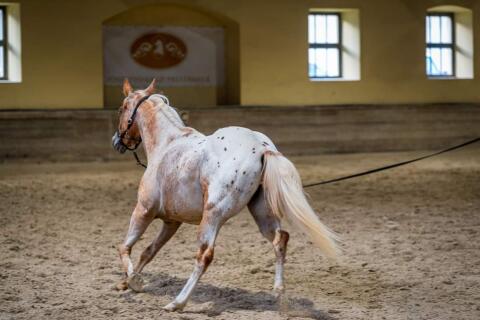 Appaloosa-Stute