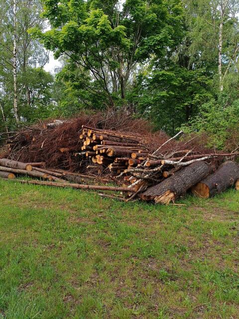 Holz für Hackgut, Energieholz, Faserholz