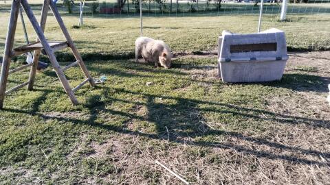 Hängebauchschwein