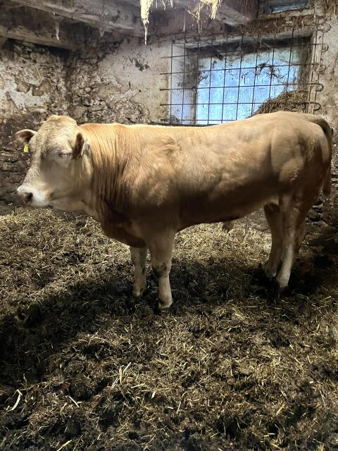 Blonde d’Aquitaine Zuchtstier