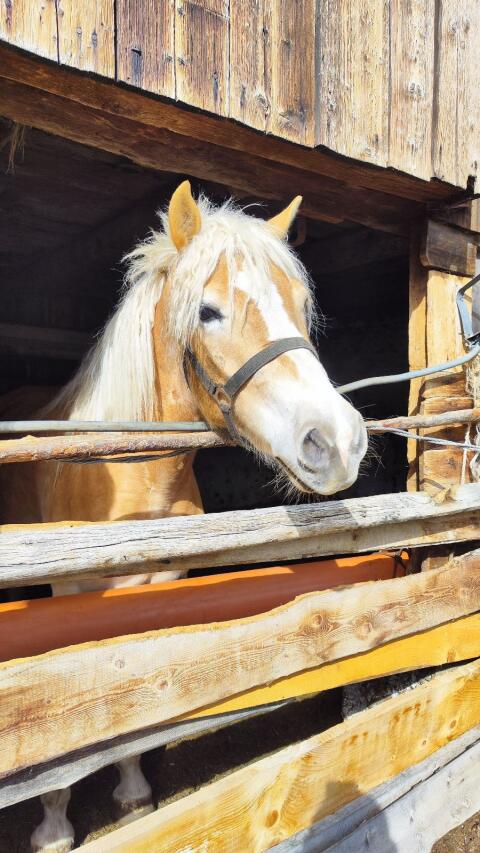 Haflinger Hengst