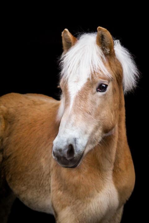 Toller Haflinger-Hengstjährling mit Charakter aus Gold